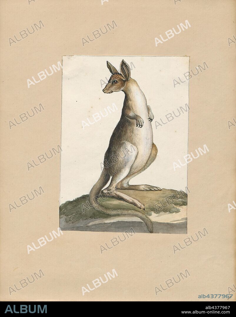 Macropus giganteus, Print, The eastern grey kangaroo (Macropus giganteus) is a marsupial found in southern and eastern Australia, with a population of several million. It is also known as the great grey kangaroo and the forester kangaroo. Although a big eastern grey male typically masses around 66 kg (weight 145 lb.) and stands almost 2 m (6.6 ft.) tall, the scientific name, Macropus giganteus (gigantic large-foot), is misleading: the red kangaroo of the semi-arid inland is larger, weighing up to 90 kg., 1700-1880.
