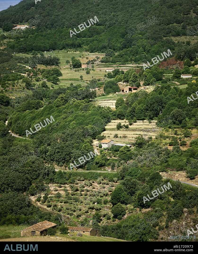 Terrace farming. Surroundings of the village of Guijo de Santa Barbara. La Vera region. Province of Caderes, Extremadura, Spain.