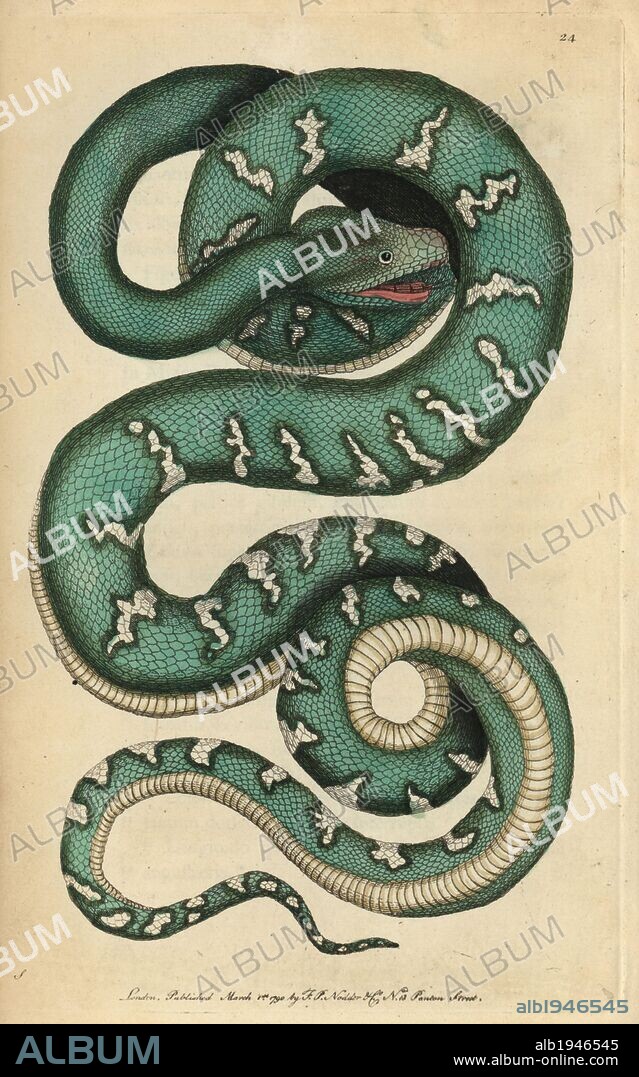 Canine boa, dog-headed snake or emerald tree snake. Corallus canina (Boa canina). "The figure of this snake in Seba's Museum is so well executed, both to posture and accuracy, that is was thought better to copy it than attempt a new one.". Illustration signed S (George Shaw).. Handcolored copperplate engraving from George Shaw and Frederick Nodder's "The Naturalist's Miscellany" 1790.. Frederick Polydore Nodder (1751~1801?) was a gifted natural history artist and engraver. Nodder honed his draftsmanship working on Captain Cook and Joseph Banks' Florilegium and engraving Sydney Parkinson's sketches of Australian plants. He was made "botanic painter to her majesty" Queen Charlotte in 1785. Nodder also drew the botanical studies in Thomas Martyn's Flora Rustica (1792) and 38 Plates (1799). Most of the 1,064 illustrations of animals, birds, insects, crustaceans, fishes, marine life and microscopic creatures for the Naturalist's Miscellany were drawn, engraved and published by Frederick Nodder's family. Frederick himself drew and engraved many of the copperplates until his death. His wife Elizabeth is credited as publisher on the volumes after 1801. Their son Richard Polydore (1774~1823) was responsible for the plates signed RN or RPN. Richard exhibited at the Royal Academy and became botanic painter to King George III. The illustrations are characterized by vivid colouring, fine detail, and a certain posed stiffness in the ornithological portraits, perhaps because they were sketched from dead specimens.