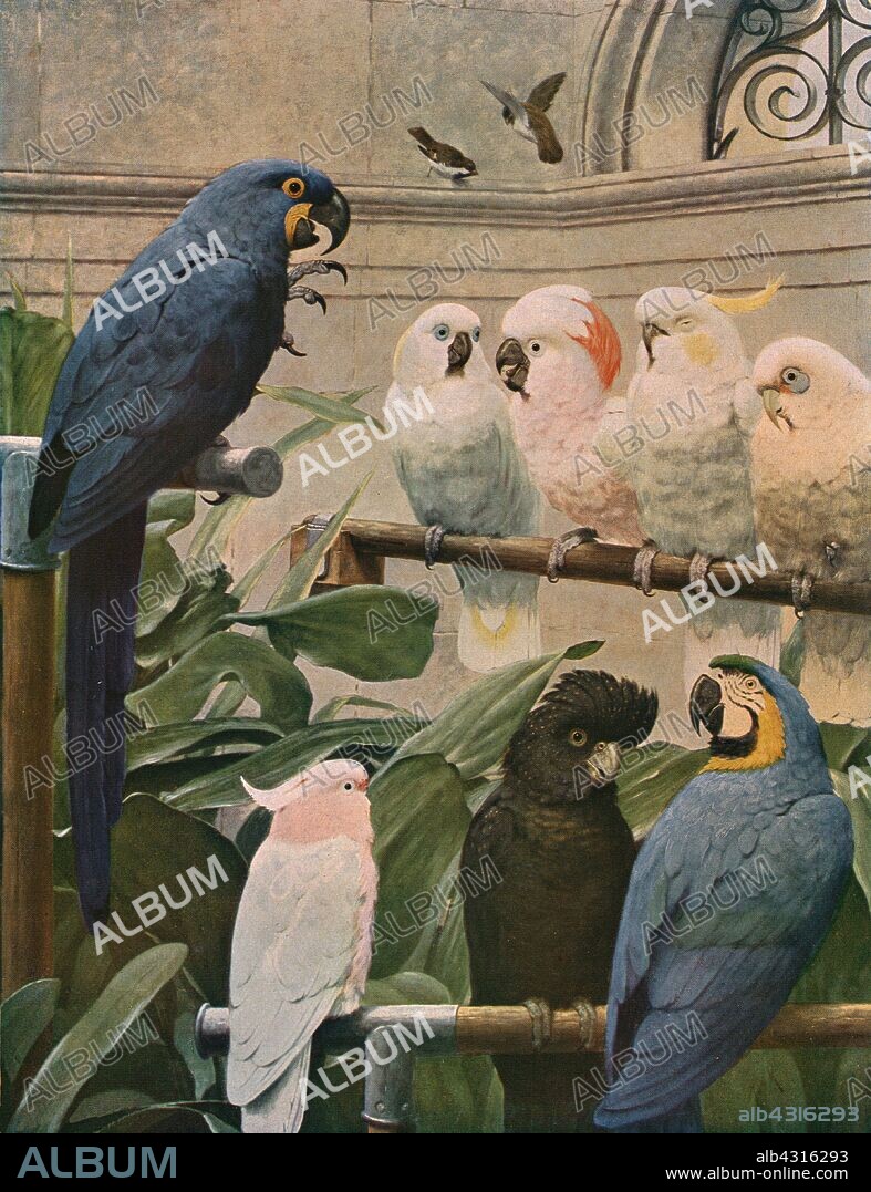HENRY STACY MARKS. 'A Select Committee', 1891, (c1930). Anthropomorphic depiction of exotic birds including macaws, parrots, and sulphur-crested cockatoos. Painting in the Walker Art Gallery, Liverpool. From "Modern Masterpieces of British Art". [The Amalgamated Press Ltd., London, c1930].