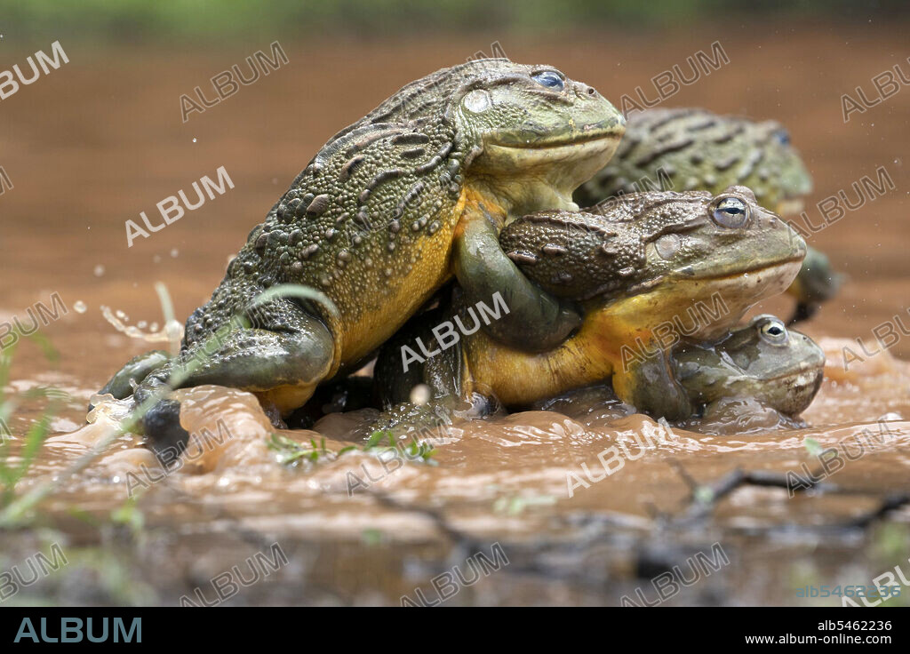 THE MATING GAME, 2021, directed by JOE LONCRAINE. Copyright DISCOVERY CHANNEL.