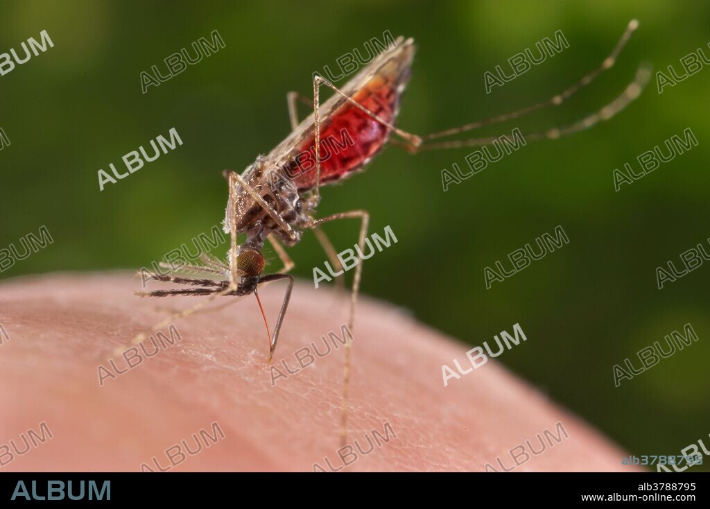 Body bent so far forward towards the skin surface, that this feeding female Anopheles merus mosquito was supported only by its forelegs and labrum. Viewed from the lateral perspective, this specimen had landed on a human hand, and was in the process of obtaining its blood meal through its sharp, needle-like labrum, which it had inserted into its human host. Note the reddish color of the labrum, as it was filled with blood, and the retracted labium, which ensheaths the labrum when it's not in use. Also note the red-colored abdomen that had become enlarged due to its blood meal contents. A member of the A. gambiae species complex, A. merus is a known vector for the parasitic disease malaria.