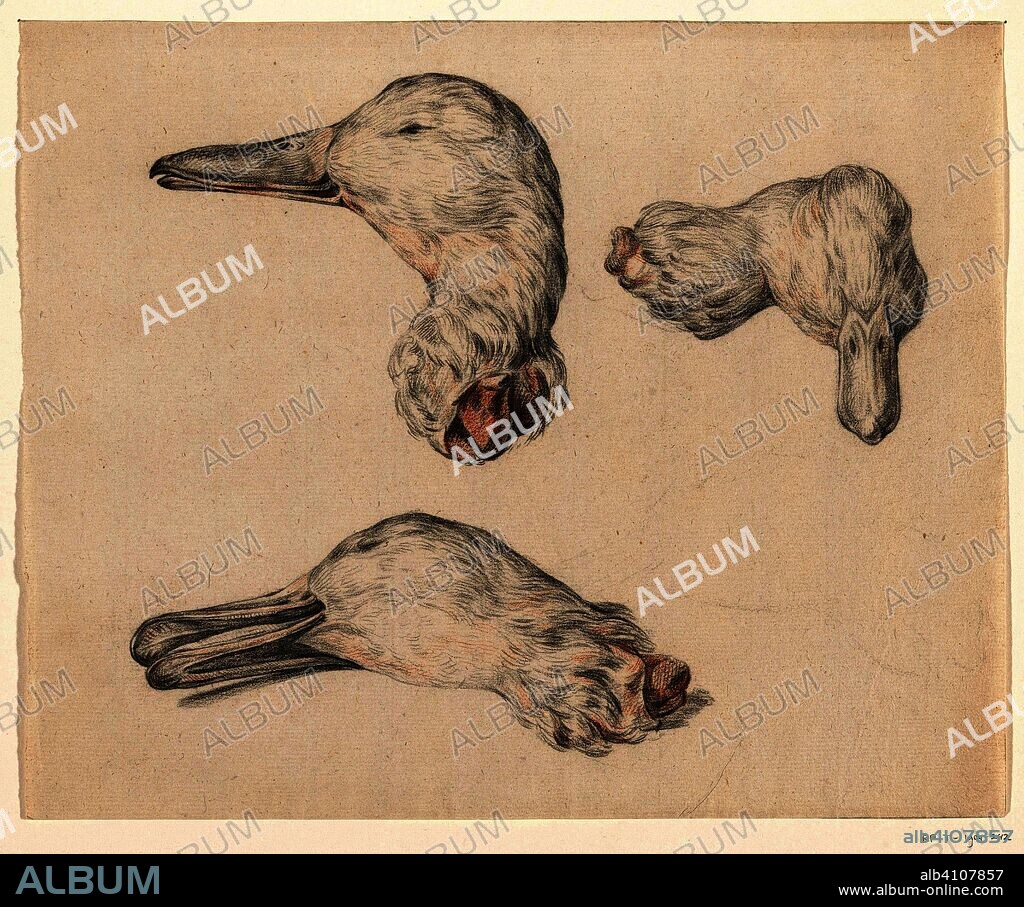 Chopped head of a duck. Draughtsman: Jean Bernard. Dating: 1775 - 1833. Measurements: h 254 mm × w 311 mm.