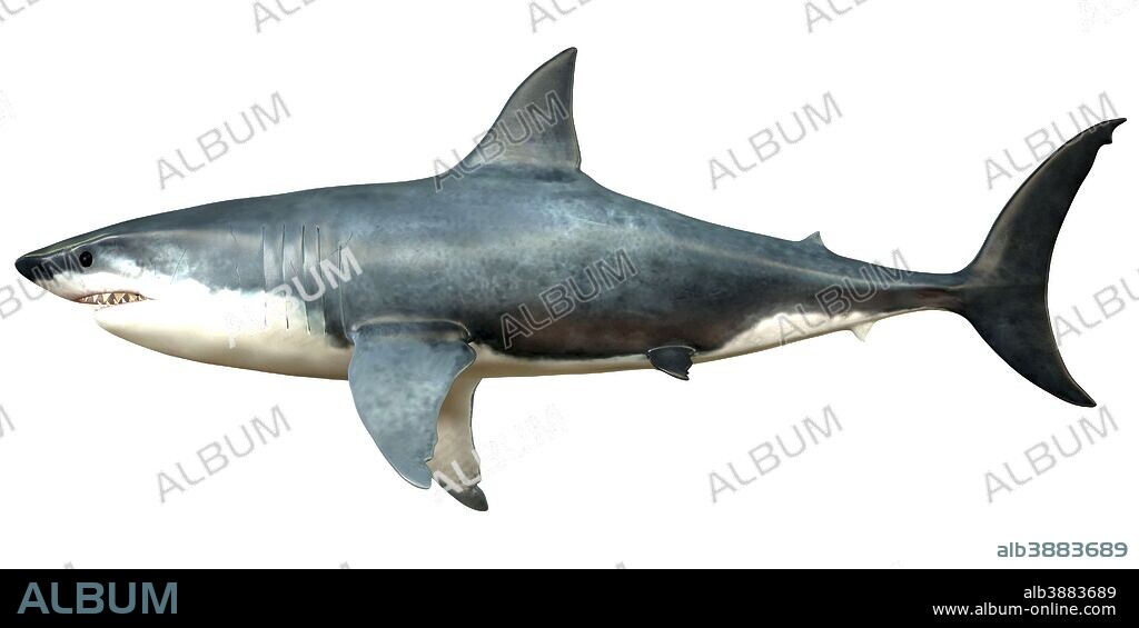 A Megalodon shark from the Cenozoic Era. Megalodon is an extinct species of shark that grew to 18 meters or 59ft and lived in the Cenozoic Era.
