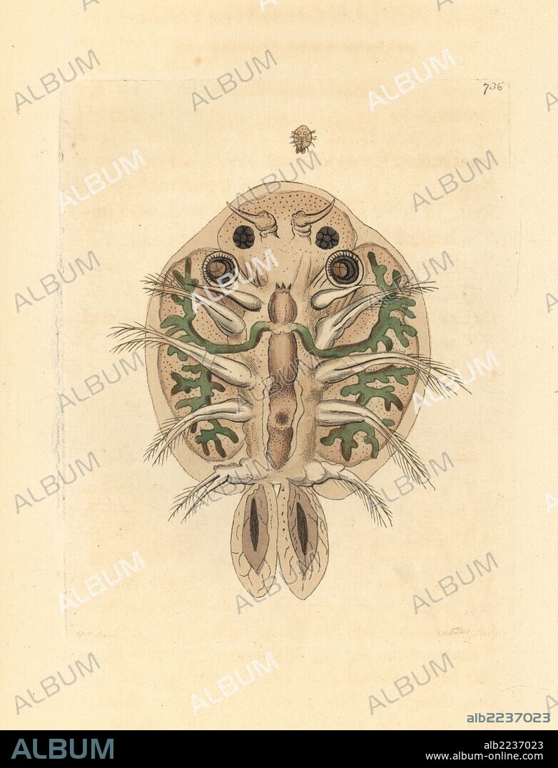 Water flea, Cyclops cyprinaceus, underside magnified under a microscope. Illustration drawn and engraved by Richard Polydore Nodder. Handcoloured copperplate engraving from George Shaw and Frederick Nodder's "The Naturalist's Miscellany," London, 1805.