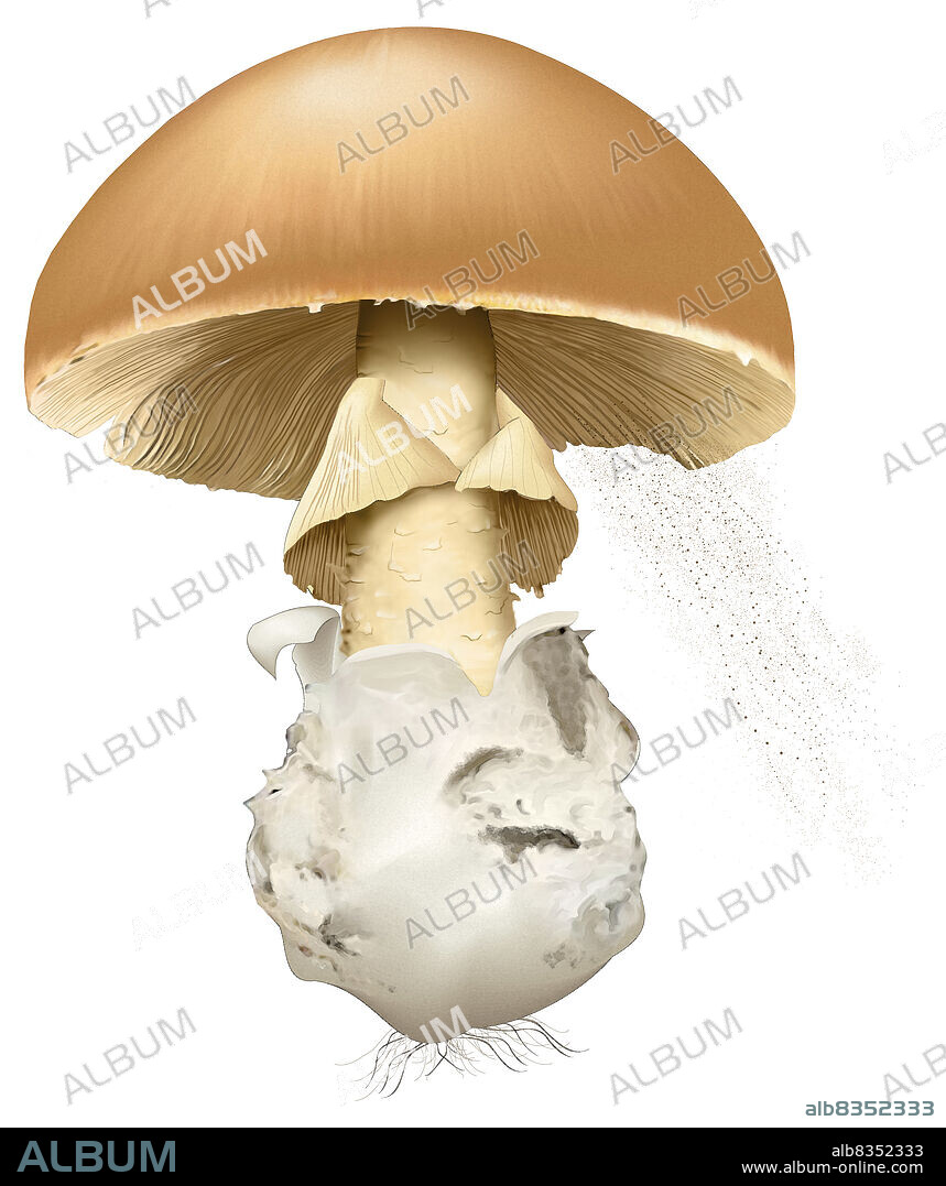 Fleshy fungus that exists parasitically or symbiotically with other living things or grows on dead organic matter.