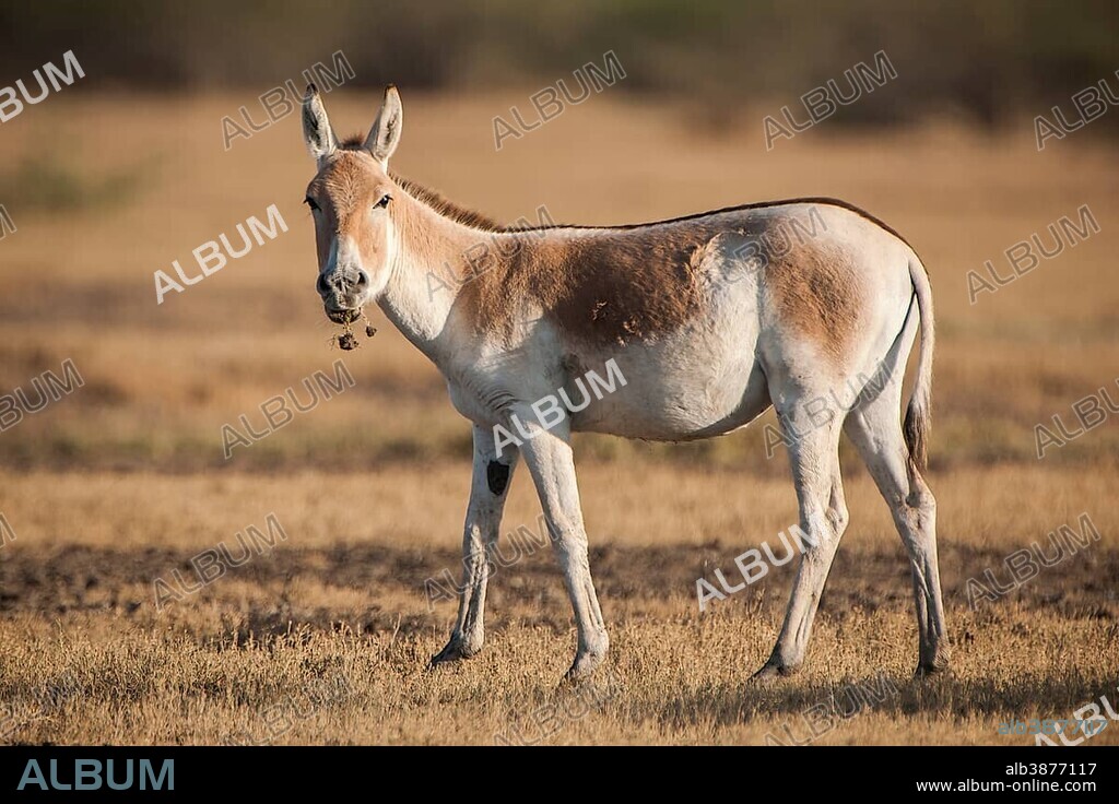 Onager or Asiatic wild ass (Equus hemionus), endangered species, with grass in its mouth, Little Rann of Kutch, Gujarat, India, Asia.
