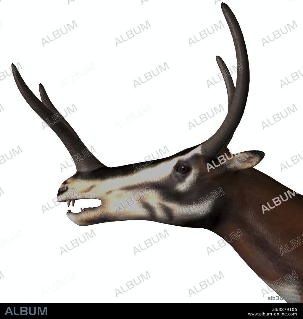 Kyptoceras portrait on white background. Kyptoceras was an ungulate mammal that lived in North America during the Miocene to Pliocene Ages of the Cenozoic Era.