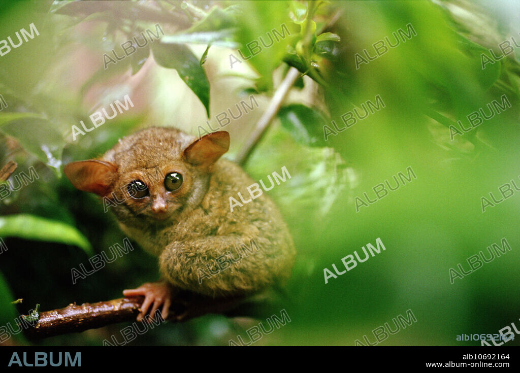 Western tarsier (Tarsius bancanus) clinging to a branch. This small nocturnal primate has huge eyes, which help it see in the dark. The pupil can expand to almost the entire width of the eye to allow as much light as possible to reach the retina at the back of the eye. Its large ears also give the tarsier excellent hearing. The western tarsier descends to the ground to hunt where it hops like a frog. It feeds mainly on insects, which it creeps up on before pouncing. The tarsier may also eat scorpions and poisonous snakes. The western tarsier occurs on the islands of Indo-Malaysia. Photographed in northern Sulawesi, Indonesia.