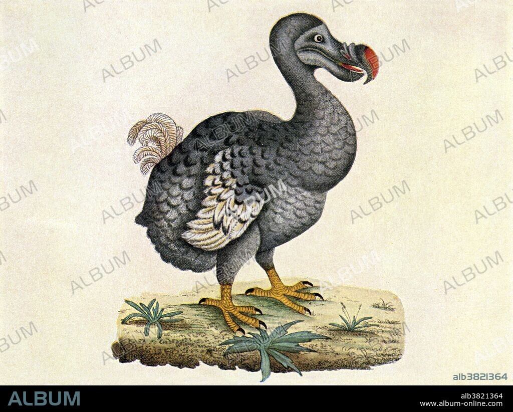 Dodo bird, Raphus cucullatus. Illustration of the extinct dodo. The dodo was a distant relative of the pigeon. Roughly the size of a swan, it was heavily-built, flightless and clumsy. Two species were known with certainty: the common dodo Raphus cucullatus from Mauritius which became extinct between 1665 and 1670, and the Rodriguez solitairefrom the neighbouring island of Rodriguez, which died out around 1761. The dodo's numbers quickly dwindled following the arrival of humans to these isolated habitats. All but defenceless these birds were ill-equipped to cope with the new hunters and the competition from other introduced animal species.