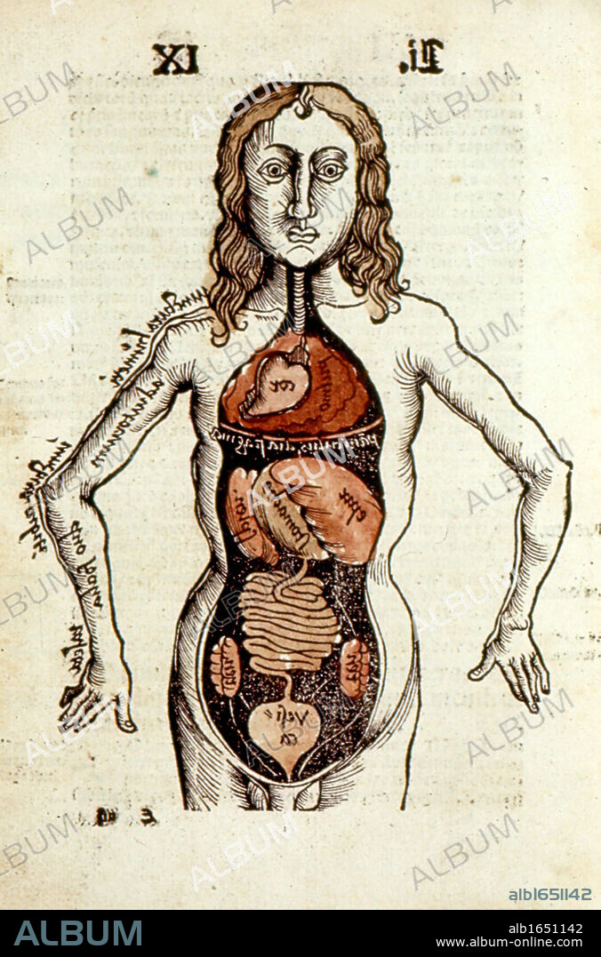 Internal organs of the human body. From Gregor Reisch Margarita Philosophica, Basle, 1508.