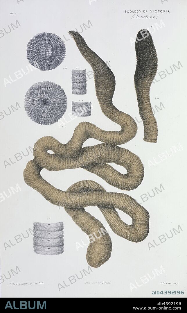 Lithographic colour proof - Giant Gippsland Earthworm, Megascolides australis, Arthur Bartholomew, 1873, Colour proof published as Plate 7 in The Prodromus of the Zoology of Victoria by Frederick McCoy. This plate forms part of the much larger Prodromus Collection. Many of the original illustrations in the collection informed the production of the two volume work 'The Prodromus of the Zoology of Victoria', Museum Victoria's first major publication commencing in 1878.