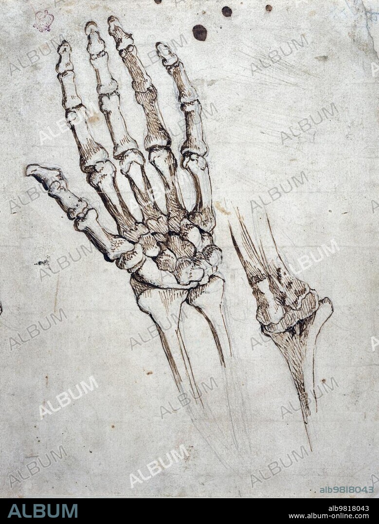 Medicine, Anatomy, Bones of the human hand and wrist and elbow joint, Michelangelo Buonarroti, Historical, digitally restored reproduction from a 19th century original