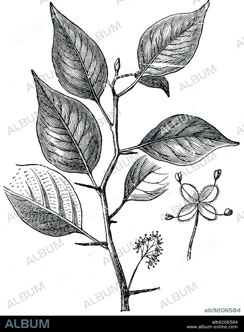 Osage-orange, Horse-apple, Bois D'Arc, or Bodark (Maclura pomifera) - an illustration of the encyclopedia publishers Education, St. Petersburg, Russian Empire, 1896.