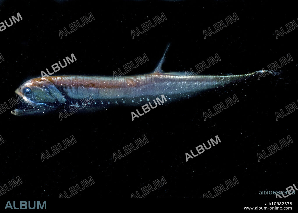 Sigmops (or Gonostoma) elongatum, the elongated loosejaw, is a predatory fish living in deep mesopelagic waters. It has photophores on its face and body that produce light, bioluminescence. This individual was captured in a trawl between 200 and 400 meters depth in the Gulf of Mexico, 2007.