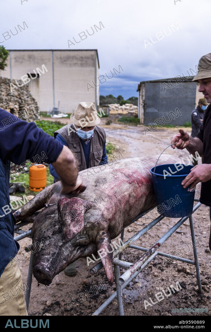 traditional slaughter of the Mallorcan black pig, Mallorca, Balearic Islands, Spain.
