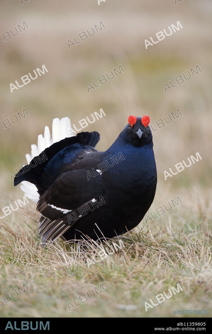 Black grouse (Tetrao tetrix), displaying at Lek, Upper Teesdale, North Pennines Area of Outstanding Natural Beauty, County Durham, England, United Kingdom, Europe.