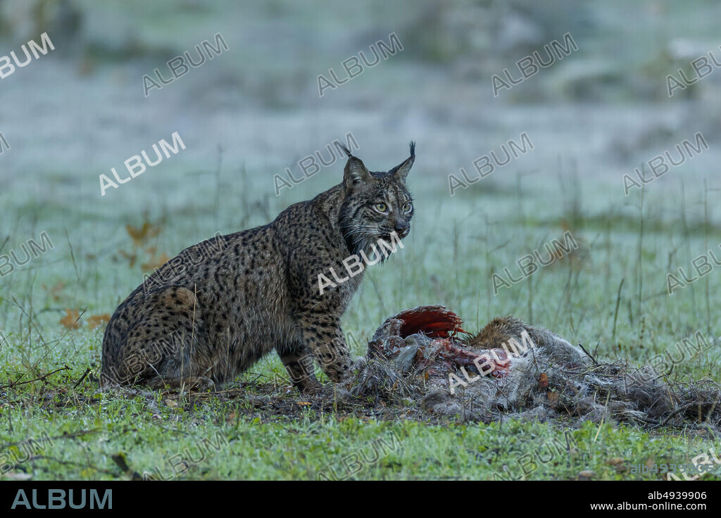DEHESA-FOREST OF THE IBERIAN LYNX, 2020 (DEHESA, EL BOSQUE DEL LINCE IBÉRICO), directed by JOAQUIN GUTIERREZ ACHA. Copyright UKBAR FILMES/WANDA VISION / LORA, JOSÉ RAMÓN.