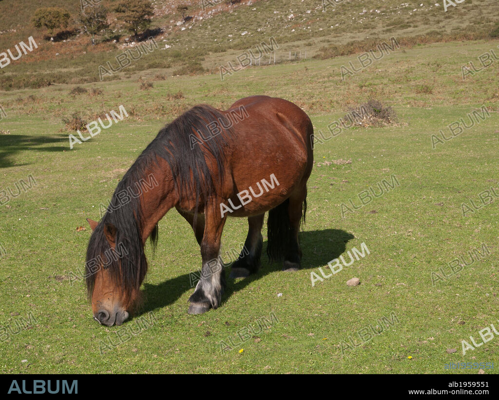 CABALLO pastando en un prado. Llanes. Cantabria. Norte de España.