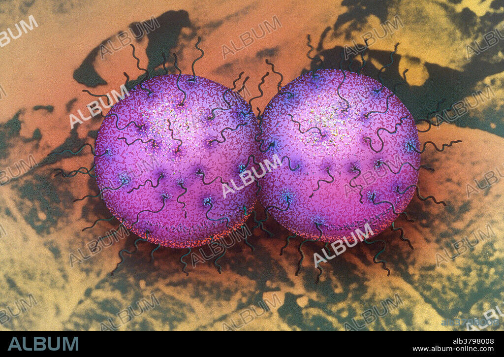 Neisseria gonorrhoeae (SEM)