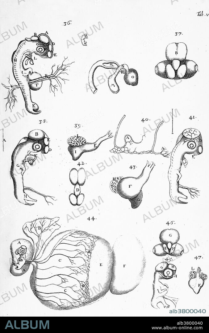Chick Embryology, Malpighi, 1687