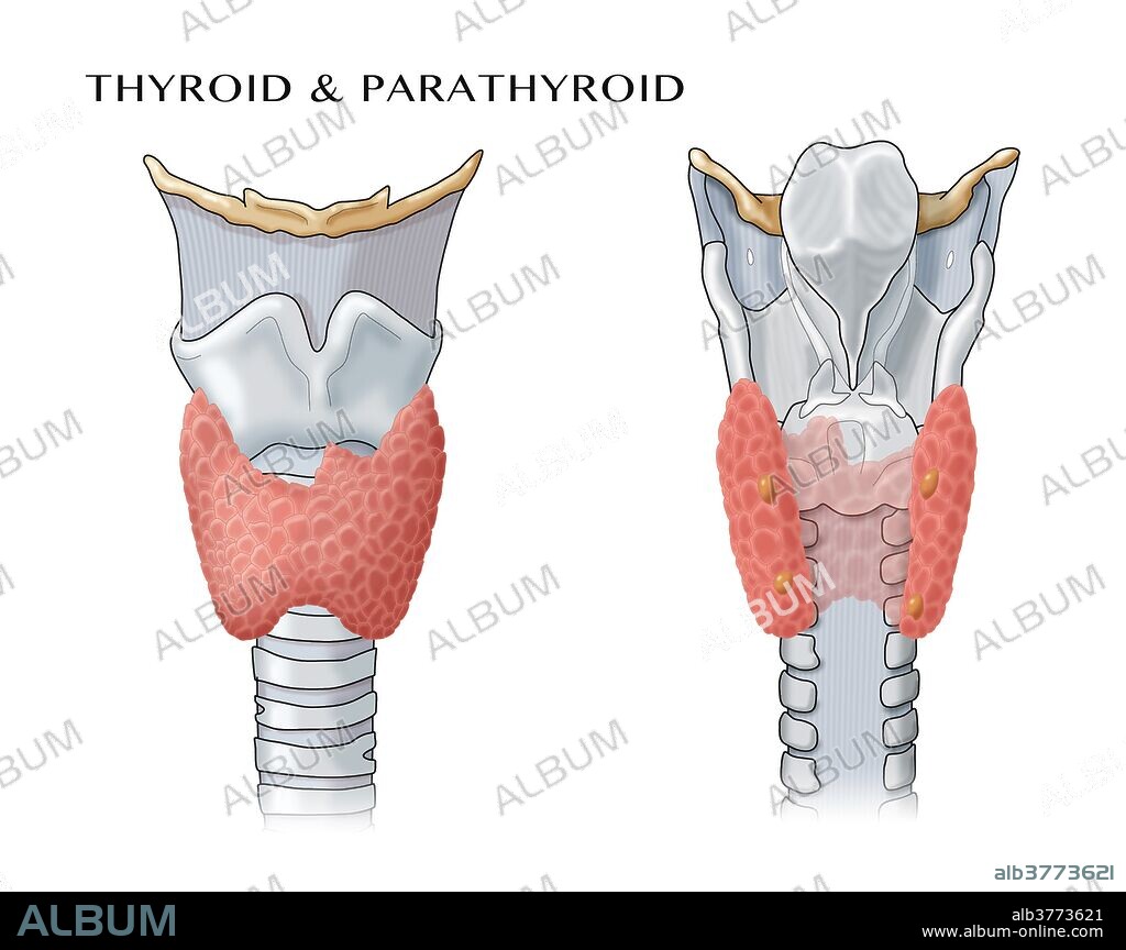 Anatomical illustration of the thyroid and parathyroid glands.
