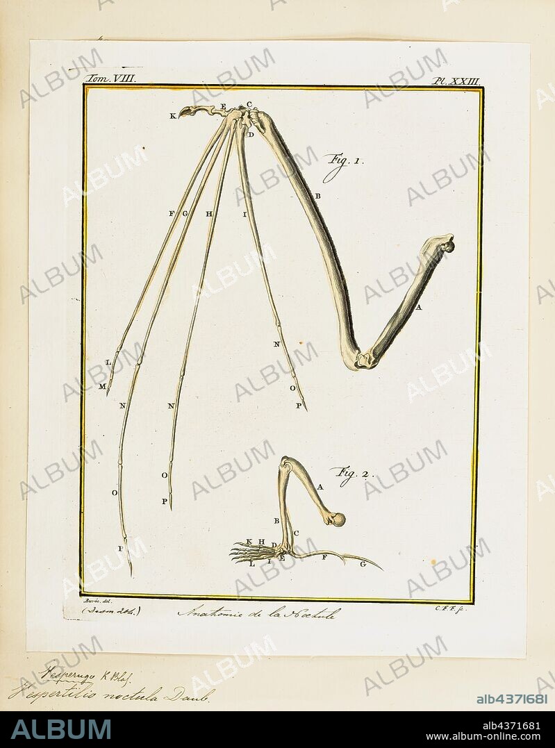 Vespertilio noctula, Print, Vespertilio is a genus of bats in the family Vespertilionidae. The common name for this family is vesper bats, which is a better known classification than Vespertilio., hand skeleton.