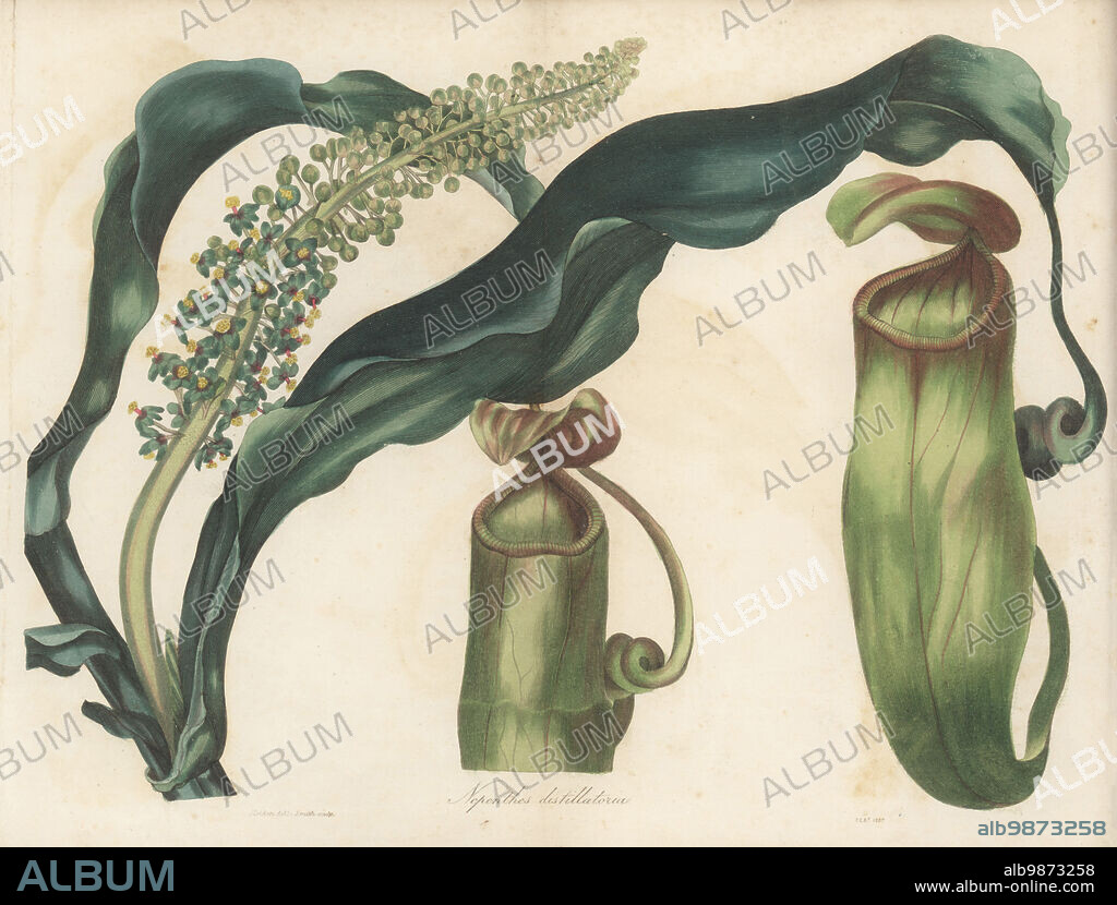 Pitcher plant, Nepenthes distillatoria. Vulnerable. Carnivorous plant raised from seeds gathered in the Circar Mountains, Bengal. Endemic to Sri Lanka. Handcoloured engraving by Frederick William Smith after a botanical illustration by Samuel Holden from Joseph Paxtons Magazine of Botany, and Register of Flowering Plants, Volume 4, Orr and Smith, London, 1837.