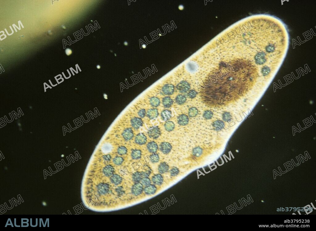 Paramecium caudatum.