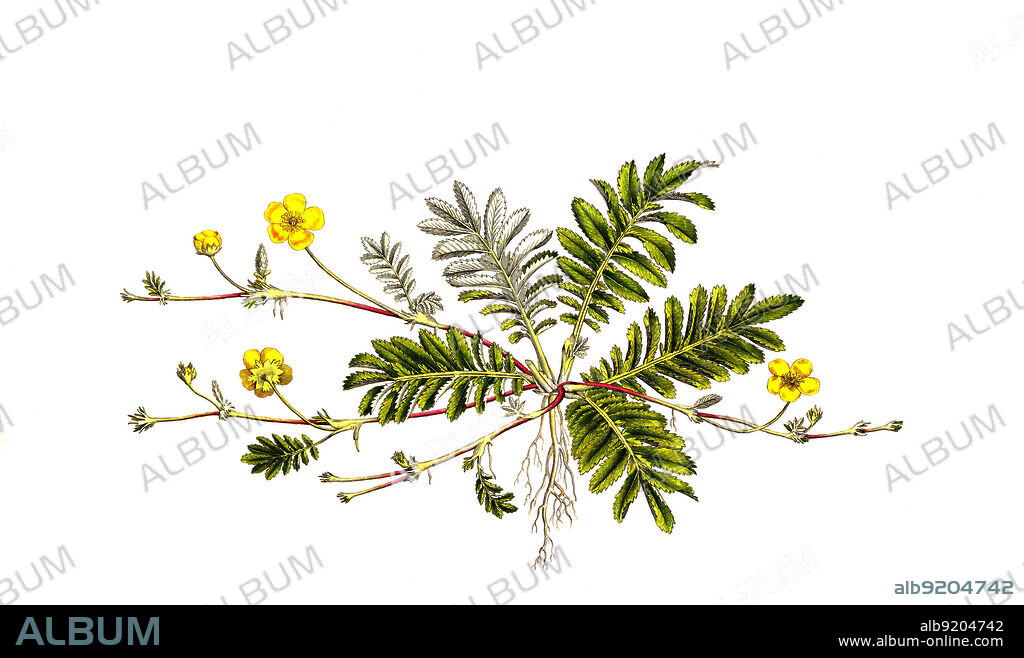 Gänsefingerkraut, Potentilla anserina, Argentina anserina / Argentina anserina, Potentilla anserina, is a perennial flowering plant in the rose family, Rosaceae, common names silverweed, common silverweed or silver cinquefoil, historical, digital improved reproduction of an original from the 19th century / digital restaurierte Reproduktion einer Originalvorlage aus dem 19. Jahrhundert, genaues Originaldatum nicht bekannt.