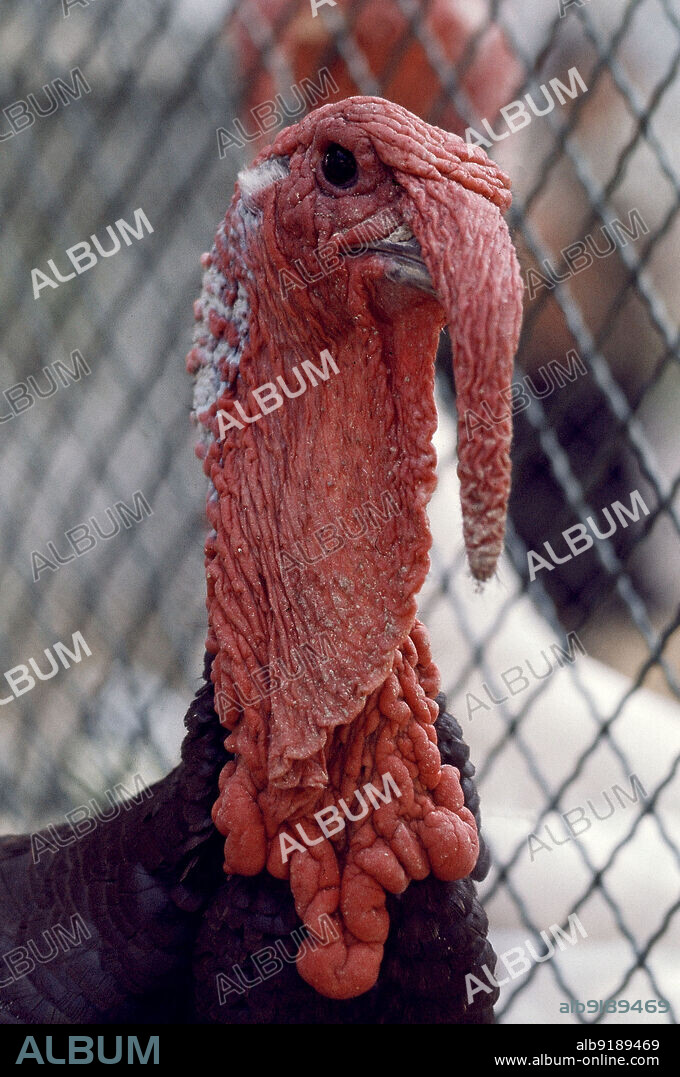 PAVO DE RAZA MAMUT BRONCEADA.