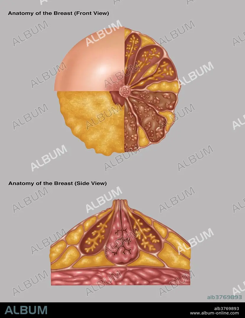 Anatomy of the Breast - AnkiWeb