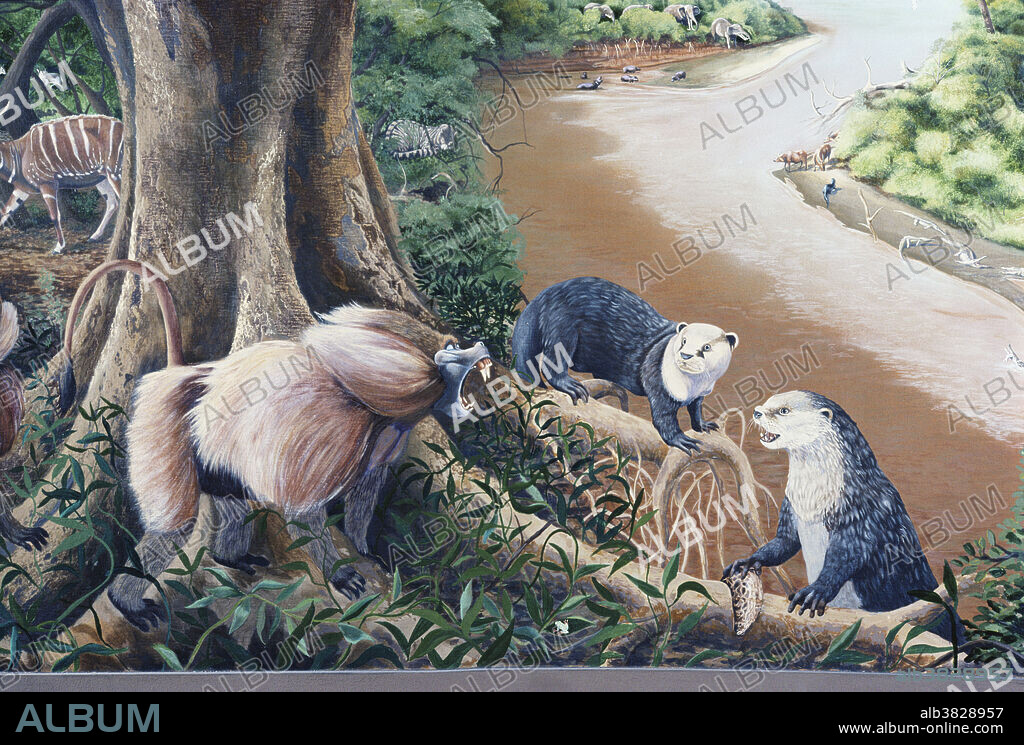 Extinct giant baboon (Theropithecus brumpti) and giant otter (Enhydriodon sp.) in the Omo River Valley, southern Ethiopia, 3 million years ago. Early hominids also lived in the Omo River Valley during this time period. Illustration from the California Academy of Sciences.