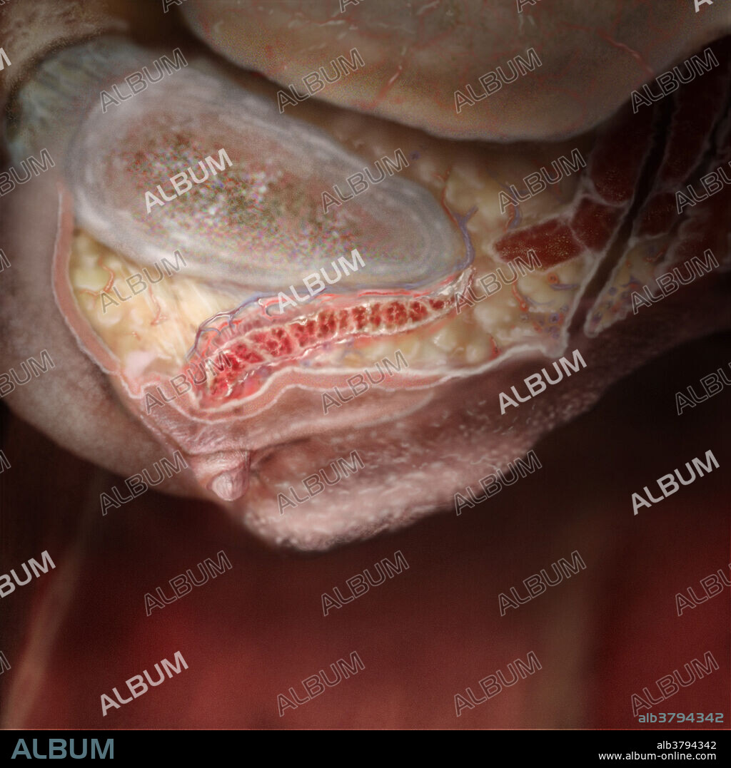 Cross-section of the female genitalia, revealing structures such as the mons pubis, the fatty eminence anterior to the pubic symphysis, a growing together of the two pubic bones. The mons pubis is formed by the blending of the labia majora, the two outer folds of tissue that form the external boundaries of the vulva. Enclosed within the labia majora are the labia minora, thin-skin folds which contain sebaceous glands. Superior to the labia majora is the clitoris, the main erectile organ in the female. The pea-sized clitoris contains 8,000 nerve endings, twice as many as the penis and the most of any external structure in the body, including fingers, lips and tongue.