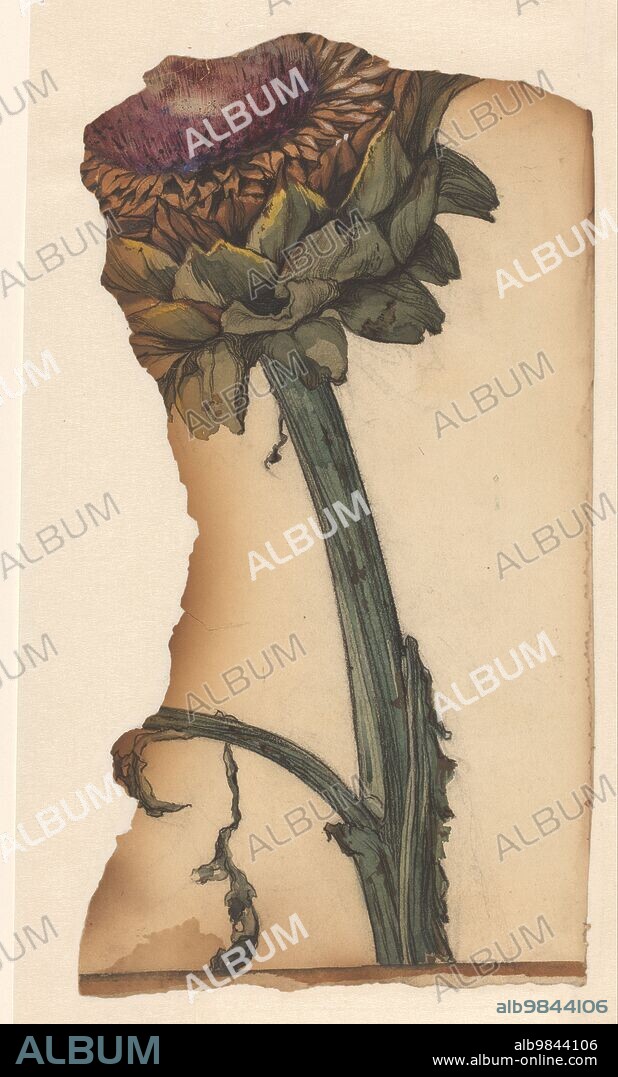 JULIE DE GRAAG. Sunflower (snippet), 1887-1924.