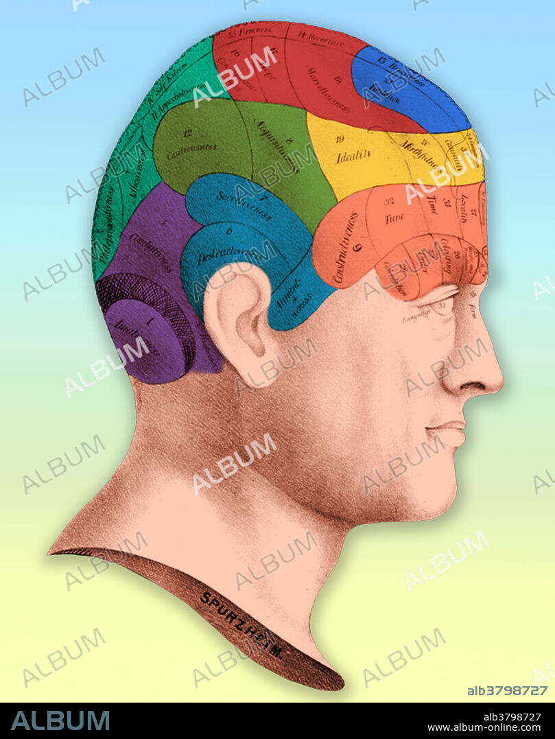 Phrenology was a pseudoscience primarily focused on measurements of the human skull, based on the concept that the brain is the organ of the mind, and that certain brain areas have localized, specific functions or modules. Developed by German physician Franz Joseph Gall in 1796, the discipline was very popular in the 19th century, especially from about 1810 until 1840. Although now regarded as an obsolete amalgam of primitive neuroanatomy and moral philosophy, phrenological thinking was influential in 19th-century psychiatry and modern neuroscience.