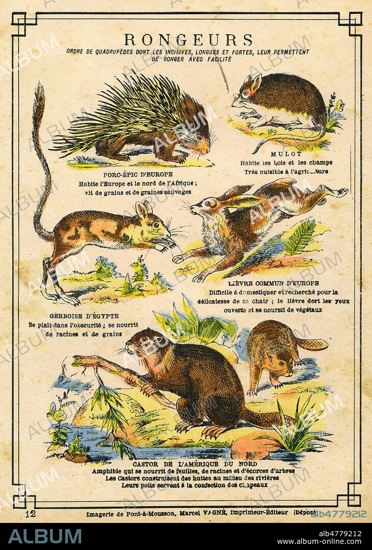 'Rongeurs : porc-epic, mulot, gerboise d'Egypte, lievre commun, castor'. Illustration anonyme pour un protege-cahier vers 1905. Credit : Collection IM/KHARBINE-TAPABOR.
