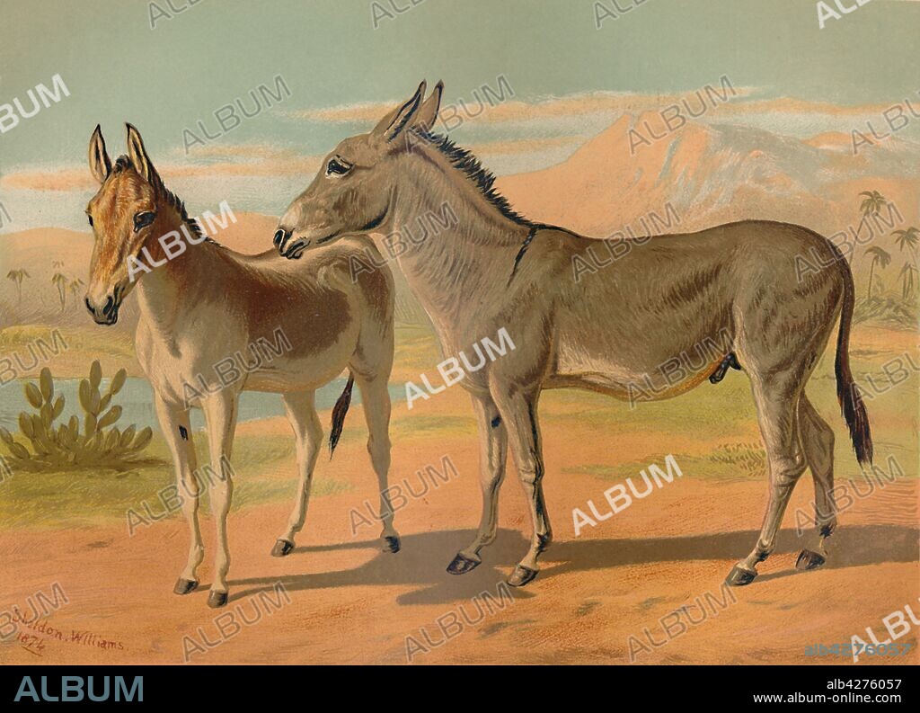 'Abyssinian Wild Male Ass & Female Indian Onager', c1879. The Abyssinian Ass is believed to be the ancestor of the domestic donkey, the Indian onager has a sandy coat.  From "The Book of the Horse", by S. Sidney. [Cassell & Company, Limited, London, Paris, New York, Melbourne].