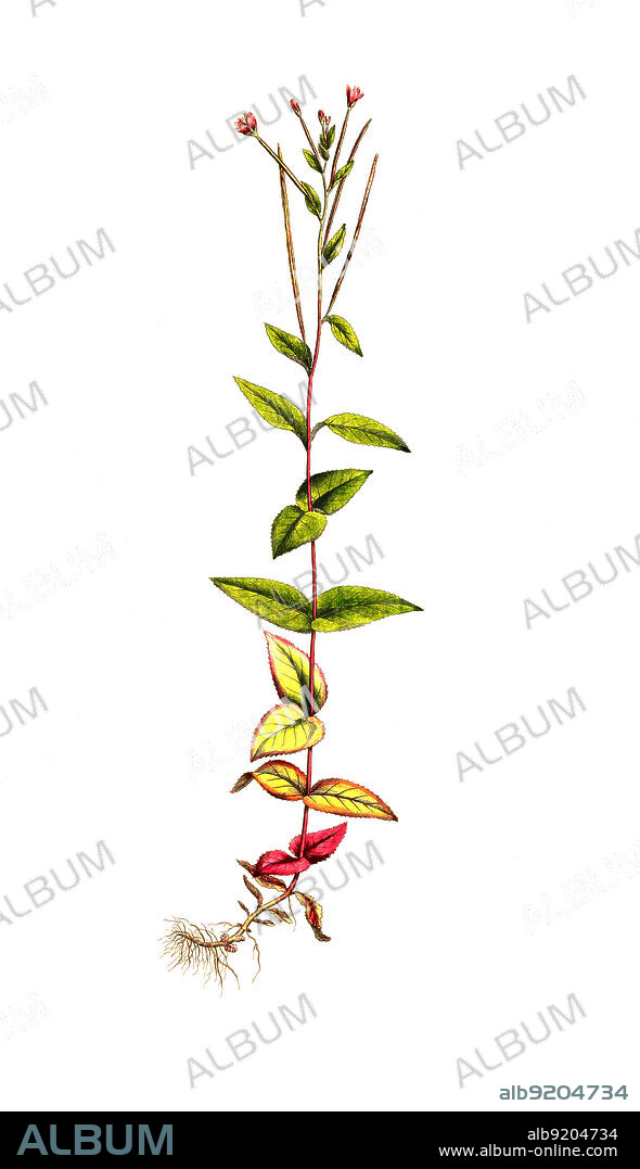 Berg-Weidenröschen, Epilobium montanum / Epilobium montanum or Broad-leaved Willowherb, historical, digital improved reproduction of an original from the 19th century / digital restaurierte Reproduktion einer Originalvorlage aus dem 19. Jahrhundert, genaues Originaldatum nicht bekannt.