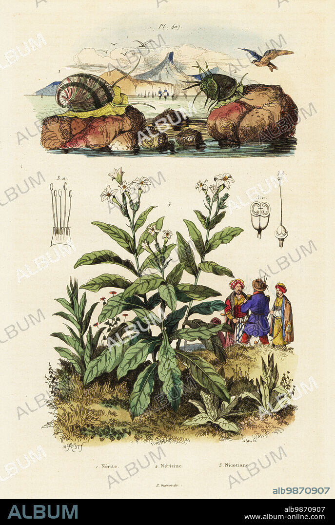 Sea snail, Nerita polita 1, Clithon corona (Neritina brevispina) 2, Tobacco, Nicotiana tabacum 3. Nerite, Neritine, Nicotiane. Handcoloured steel engraving by du Casse after an illustration by Adolph Fries from Felix-Edouard Guerin-Meneville's Dictionnaire Pittoresque d'Histoire Naturelle (Picturesque Dictionary of Natural History), Paris, 1834-39. .