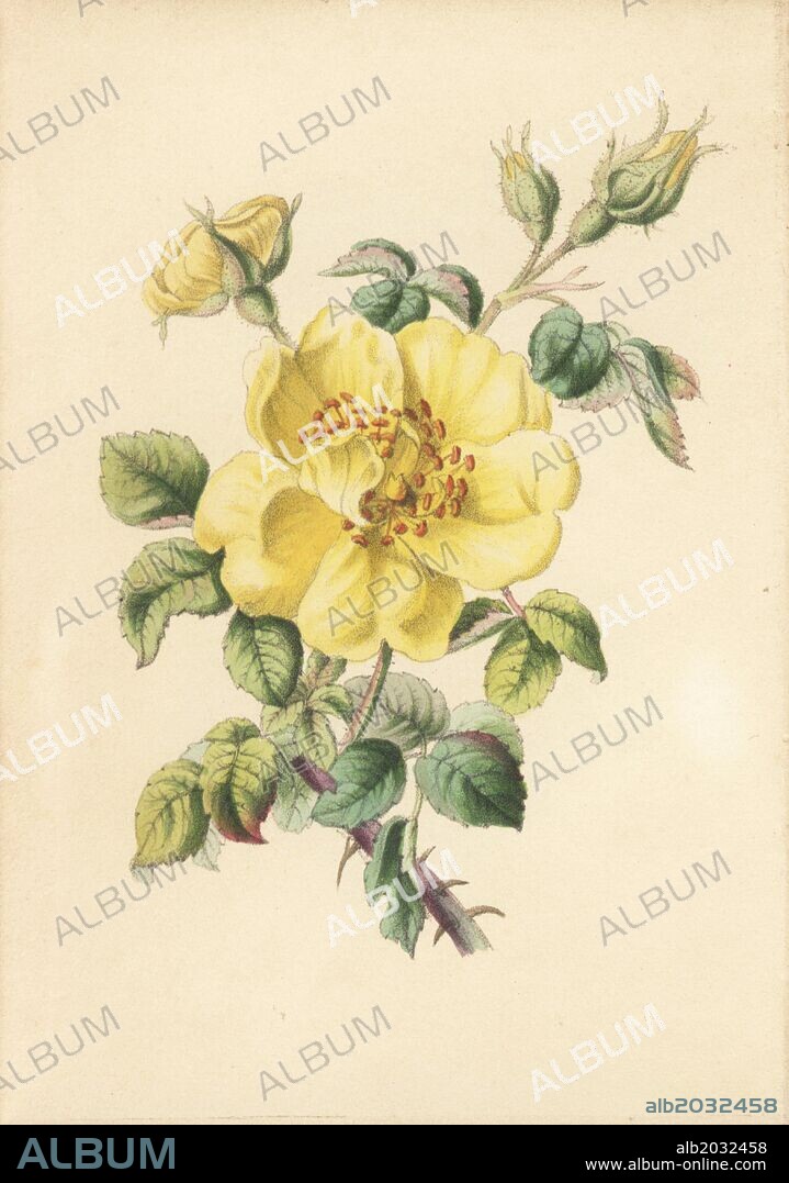 Yellow bramble rose, Rosa lutea, from Robert Tyas' "Queen of Flowers, or Memoirs of the Rose," London, 1840. Unsigned handcoloured lithograph, but probably by James Andrews. Little is known about the artist James Andrews (1801~1876) apart from his work. This gifted artist taught flower-painting to young ladies and published a treatise "Lessons in Flower Painting" in 1835. Blunt calls him "an illustrator of sentimental flower books," but admits that he was "very talented." His signature JA can be found in many botanical gift books for publisher Robert Tyas from "The Sentiment of Flowers" (1836) to "Flowers from Foreign Lands" (1853).