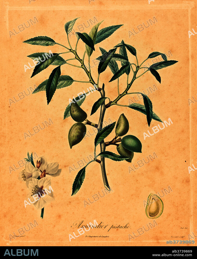 AFTER A. POITEAU. Amandier pistache. Medium: color stipple etching, hand-touched.