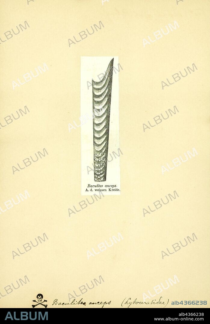 Baculites anceps, Print, Baculites ("walking stick rock") is an extinct genus of cephalopods with a nearly straight shell, included in the heteromorph ammonites. The genus, which lived worldwide throughout most of the Late Cretaceous, was named by Lamarck in 1799.