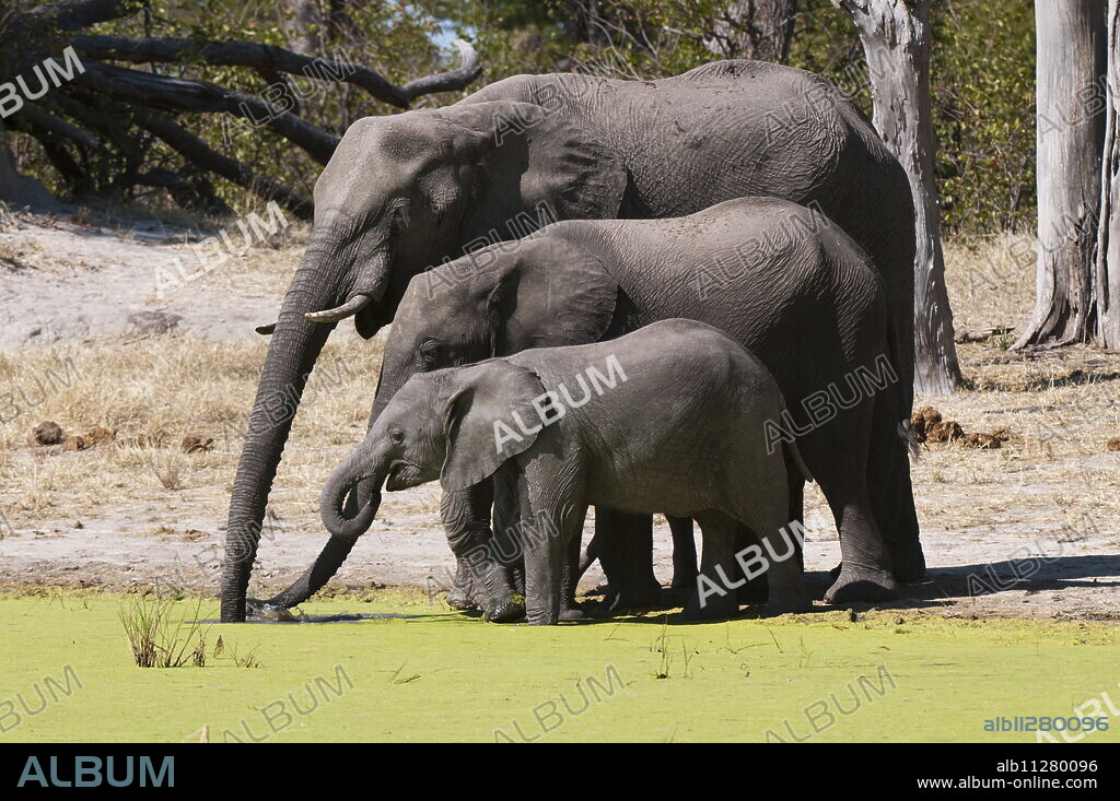 Elephant (Loxodonta africana), Savute Channel, Linyanti, Botswana, Africa.