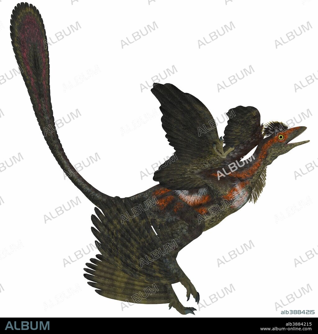 The Microraptor was a small flying dinosaur with four wings in the Cretaceous Period of China.