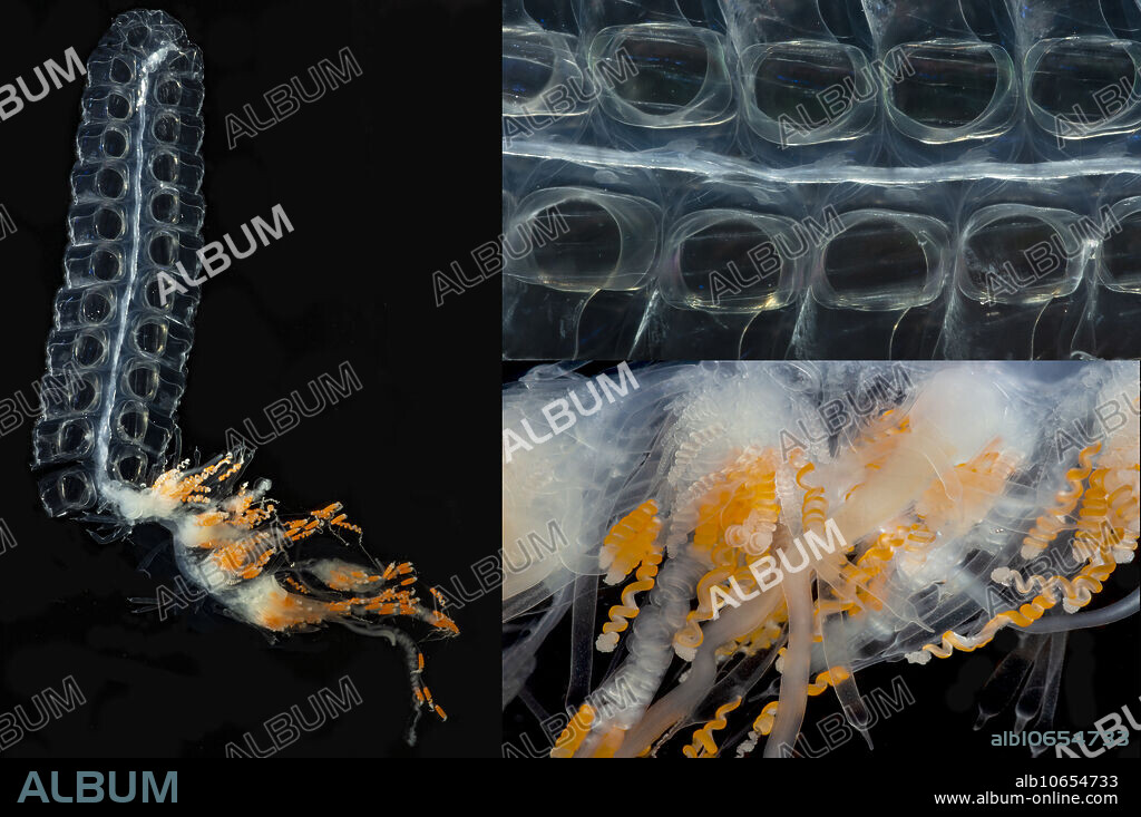 Siphonophores (order Siphonophora) are colonial organisms. The individuals in each colony are genetically identical and are attached to one another; they are called zooids. Each individual zooid has a specialization such as locomotion, food gathering, digestion, reproduction, etc. One group of zooids sting and stun prey items - these are the zooids forming tentacles. The tentacles contain stinging nematocysts. Nematocysts are microscopic structures embedded in the tissues of the tentacles. A nematocyst has a coiled and hollow structure within it; the leading side of the hollow structure has a hardened open end with barbs. A hair-like trigger on the outside of the nematocyst triggers the system. When discharged, the tube shoots from the nematocyst, the end punctures the skin of a prey item, the barbs hold the structure in place, and the system delivers venom into another organism. The venom of siphonophores is strong enough to paralyze prey items. It can also impact humans particularly.