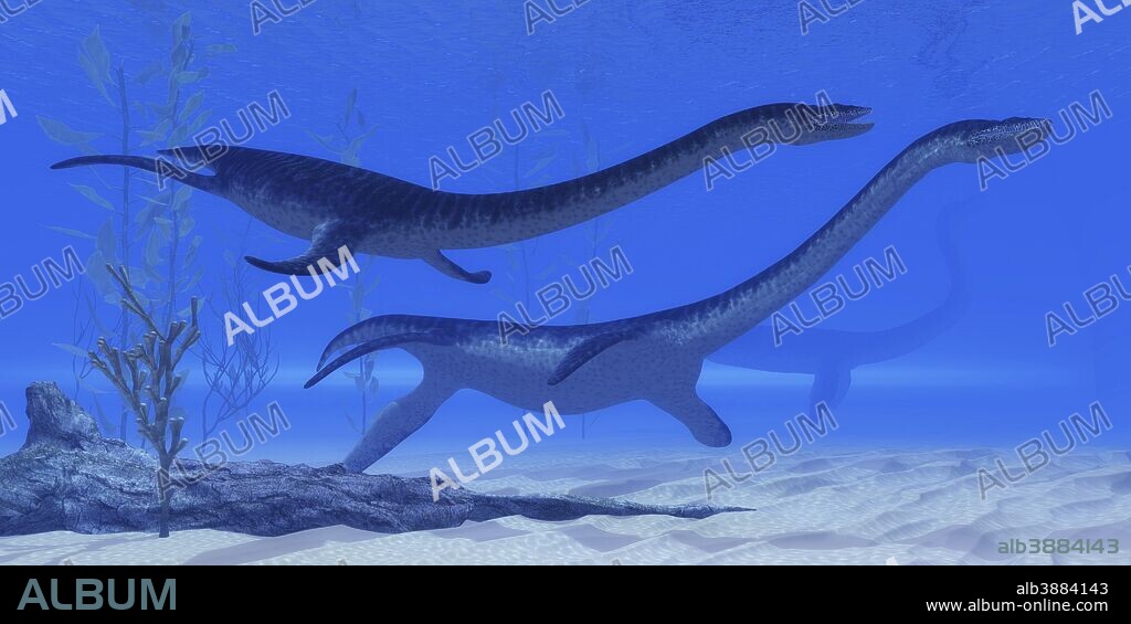 Plesiosaurus dinosaurs swim together in Jurassic seas to find their next prey.