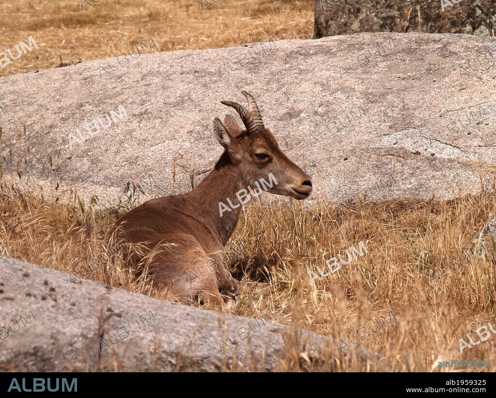 CABRA MONTES (Capra ibex) .