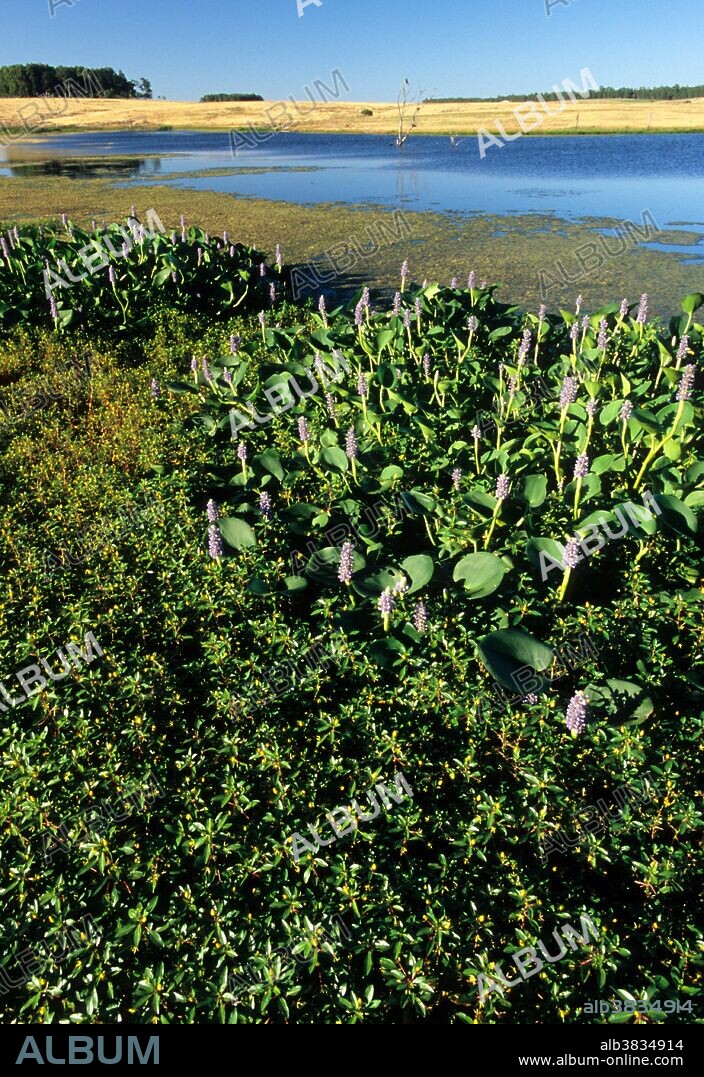 Camalote (Eichornia crassipes), one of seven species of an aquatic emergent plant in central Uruguay. This plant is an invasive pest in other countries where it has been introduced.