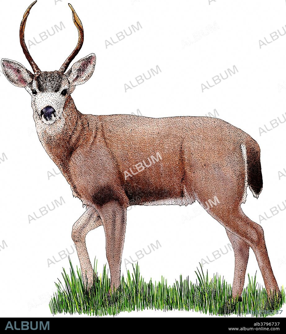 Black-tailed deer or Blacktail deer, Odocoileus hemionus, is a sub species of the mule deer.